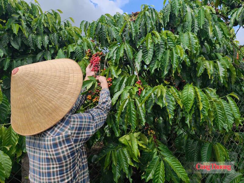 Thu hoạch cà phê tại Lâm Đồng
