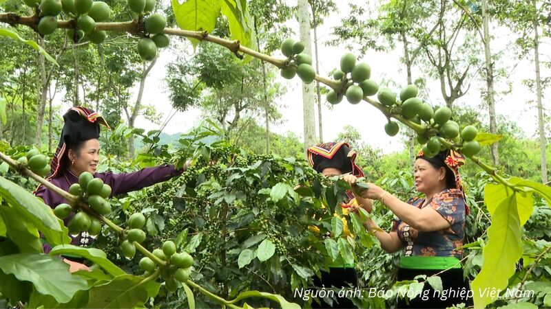Dự kiến diện tích cà phê Arabica của Điện Biên có thể đạt khoảng 16.000 ha vào cuối năm 2026.