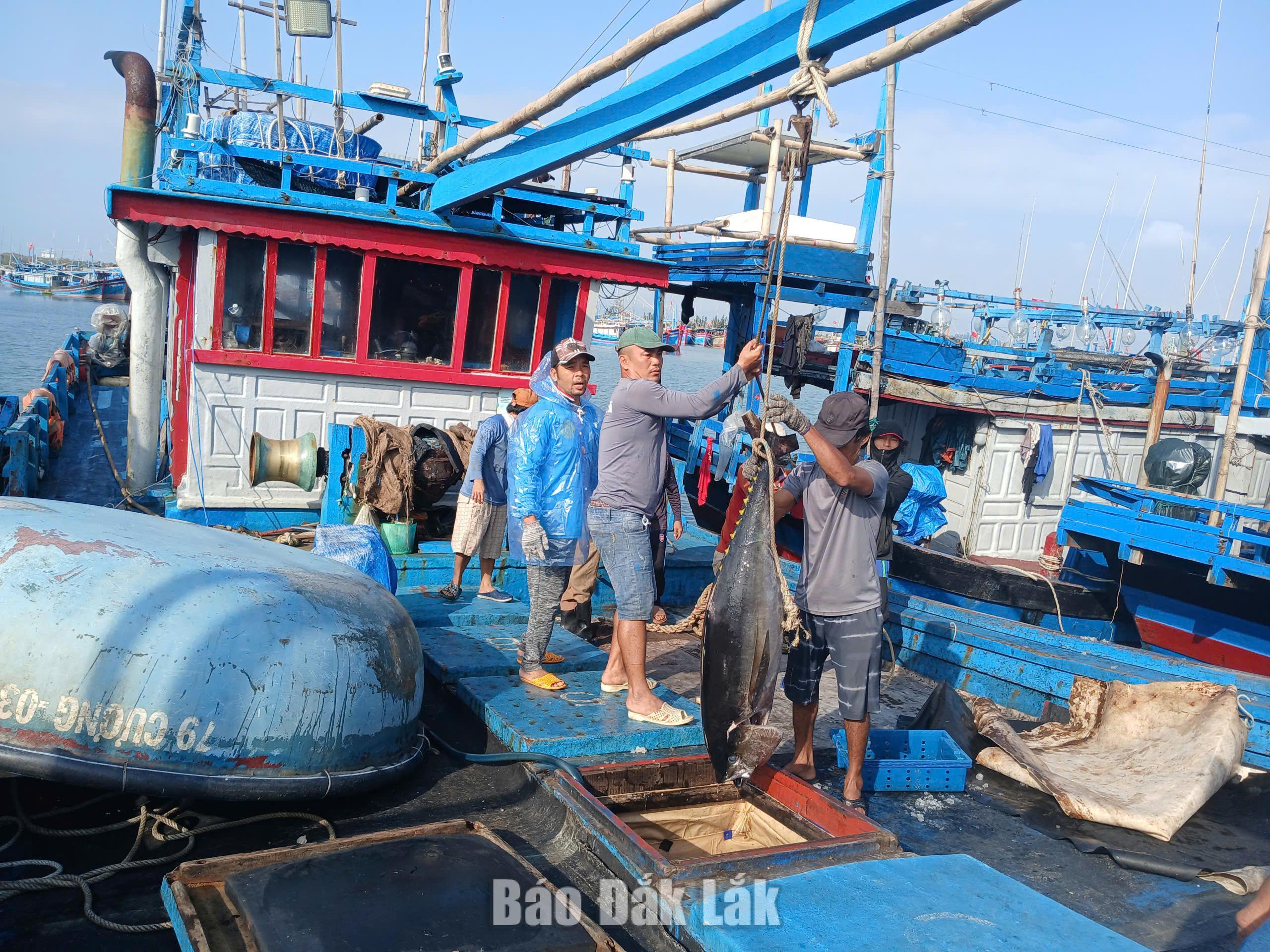 Ngư dân bốc dỡ, đưa cá vào bờ tại Cảng cá Đông Tác.