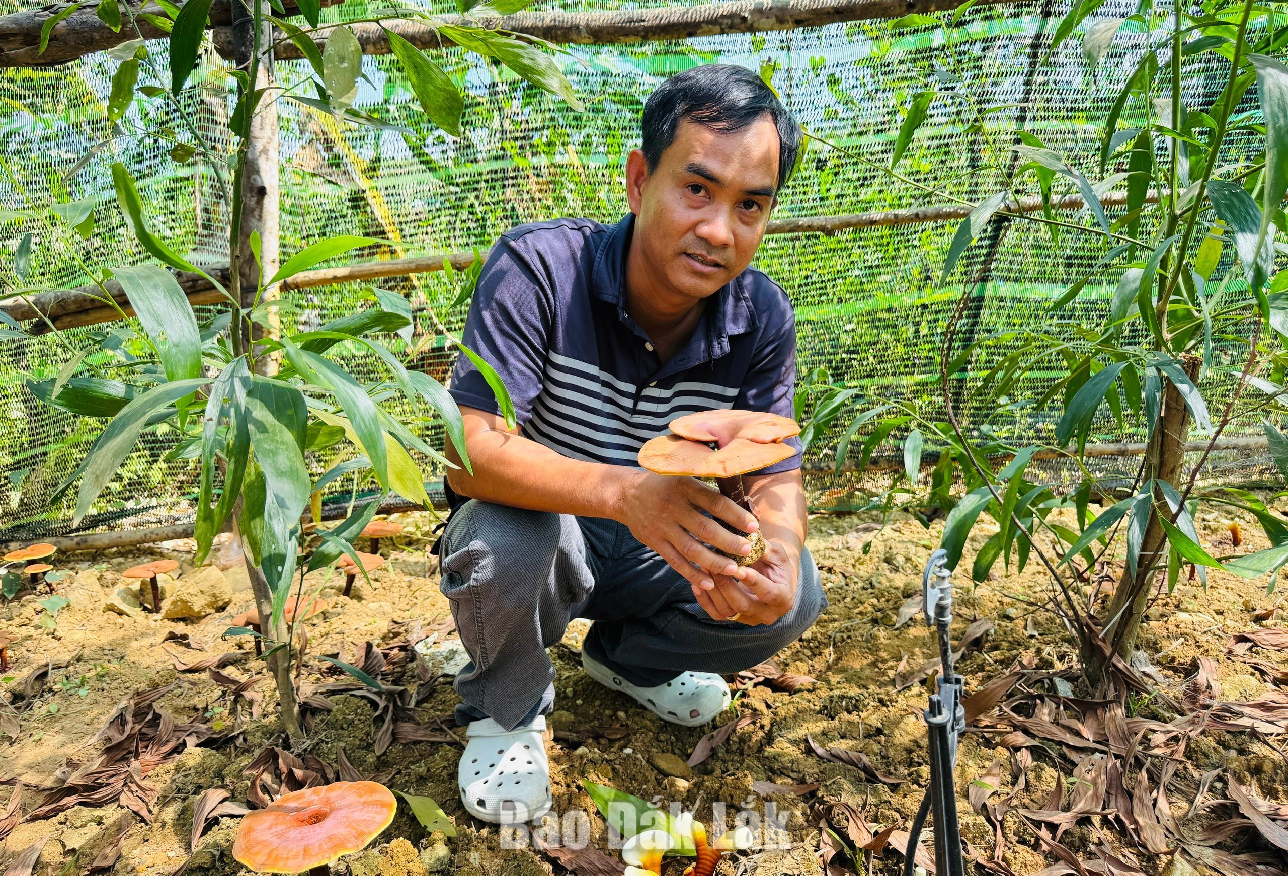 Ông Phạm Văn Thanh, Giám đốc HTX Nông lâm nghiệp Xuân Lâm (xã Xuân Thọ) giới thiệu mô hình trồng nấm linh chi.