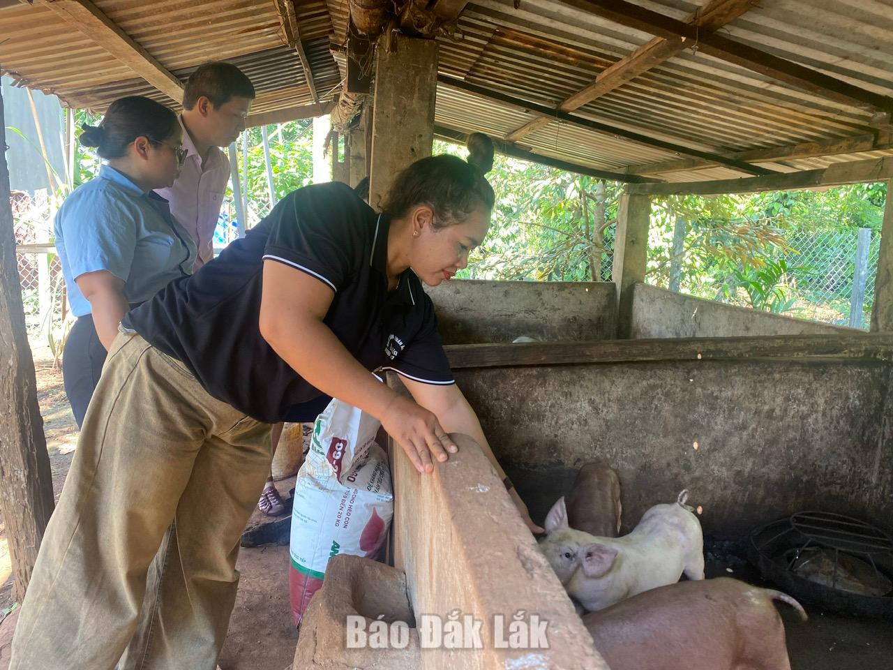 ... và làm chuồng trại chăn nuôi heo thịt, coi như