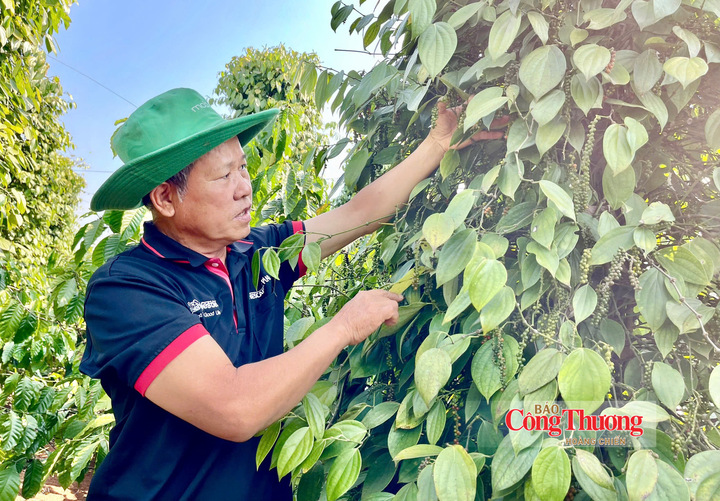 Thu hoạch hồ tiêu tại Gia Lai.