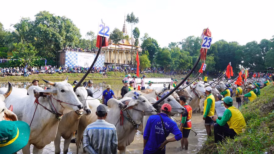32 đôi bò tham gia tranh tài Hội đua bò truyền thống Chùa Rô 2026. Ảnh: YP. 2026-dua-bo-01.jpg