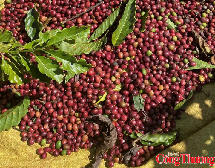 Giá cà phê Arabica giảm 1,82%, xuống 6.183 USD/tấn, trong khi Robusta giảm 3,66%, xuống 3.396 USD/tấn.