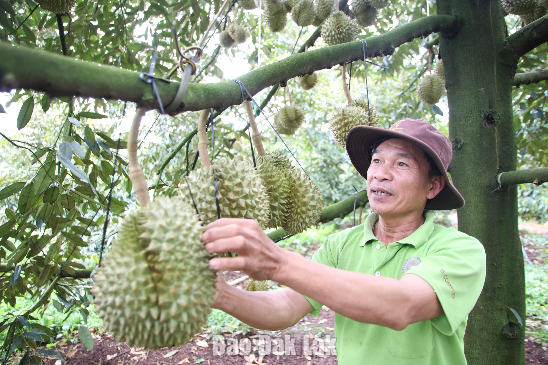 Ông Quách Đình Thinh (thôn Đoàn Kết) kiểm tra vườn sầu riêng.