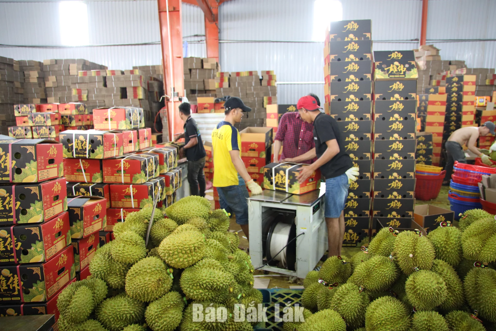 Một cơ sở thu mua sầu riêng trên địa bàn xã Dliê Ya hoạt động hết công suất trong mùa thu hoạch.