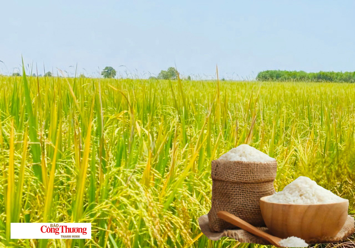 Giá lúa gạo hôm nay ngày 1/10/2026: Tấm thơm tăng nhẹ.