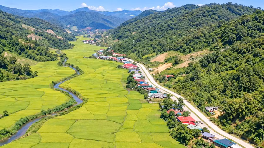 Mùa lúa chín ở bản người Lào xã Mường Nhà.