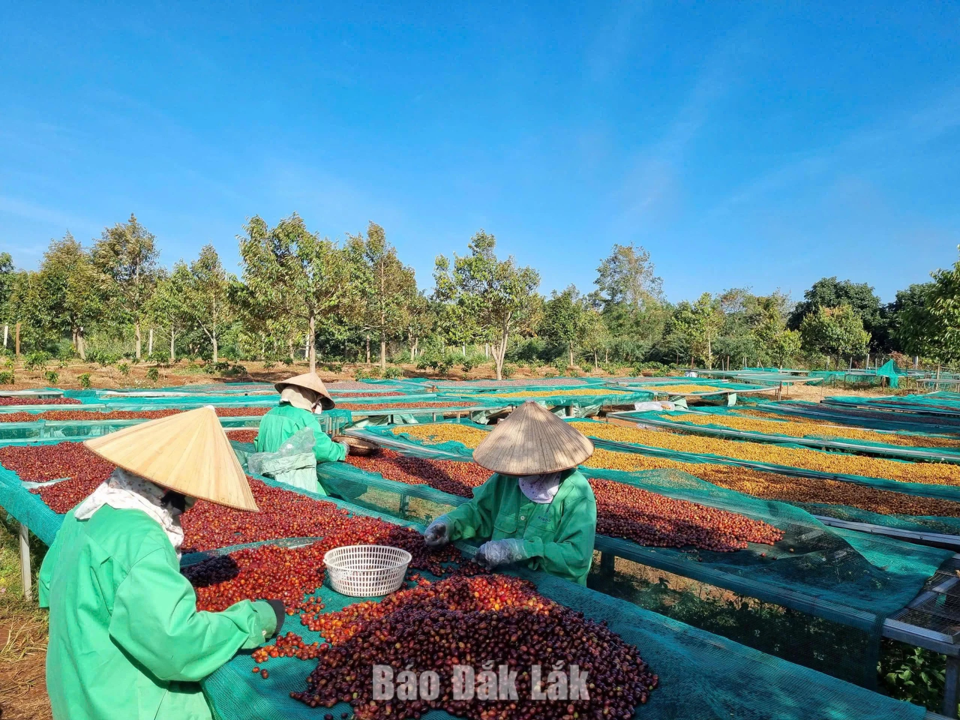 Hoạt động chế biến cà phê chất lượng cao tại Trang trại Aeroco Coffee.