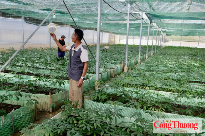Lai Châu chú trọng phát triển cây sâm và cây dược liệu dưới tán rừng.